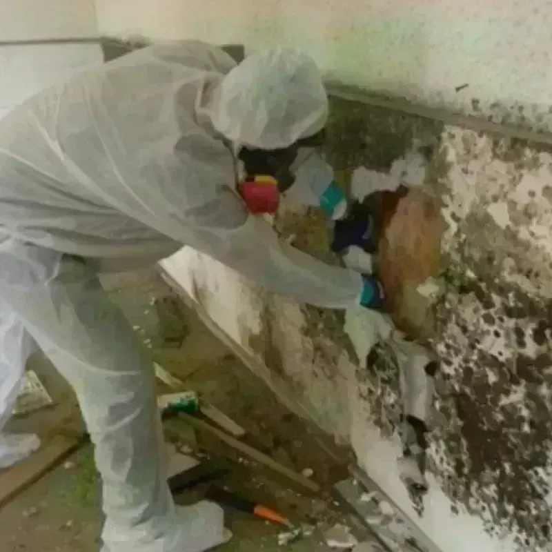 Mold Remediation and Removal in Seville, OH